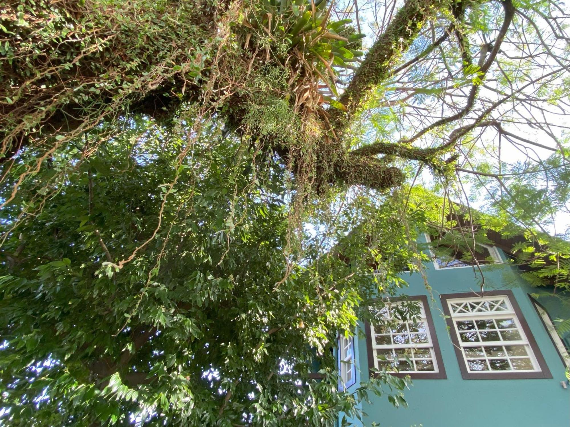 Florianópolis Solar Das Petalas Guest House מראה חיצוני תמונה
